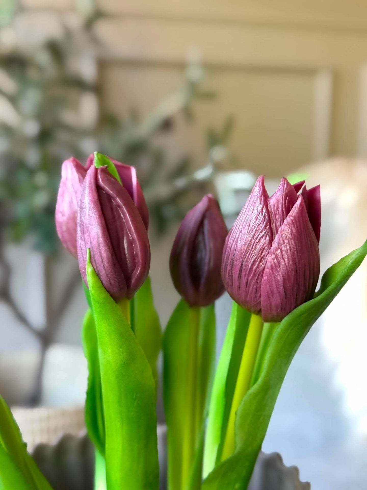 Tulpe im Topf - Lila mit 5 Blüten