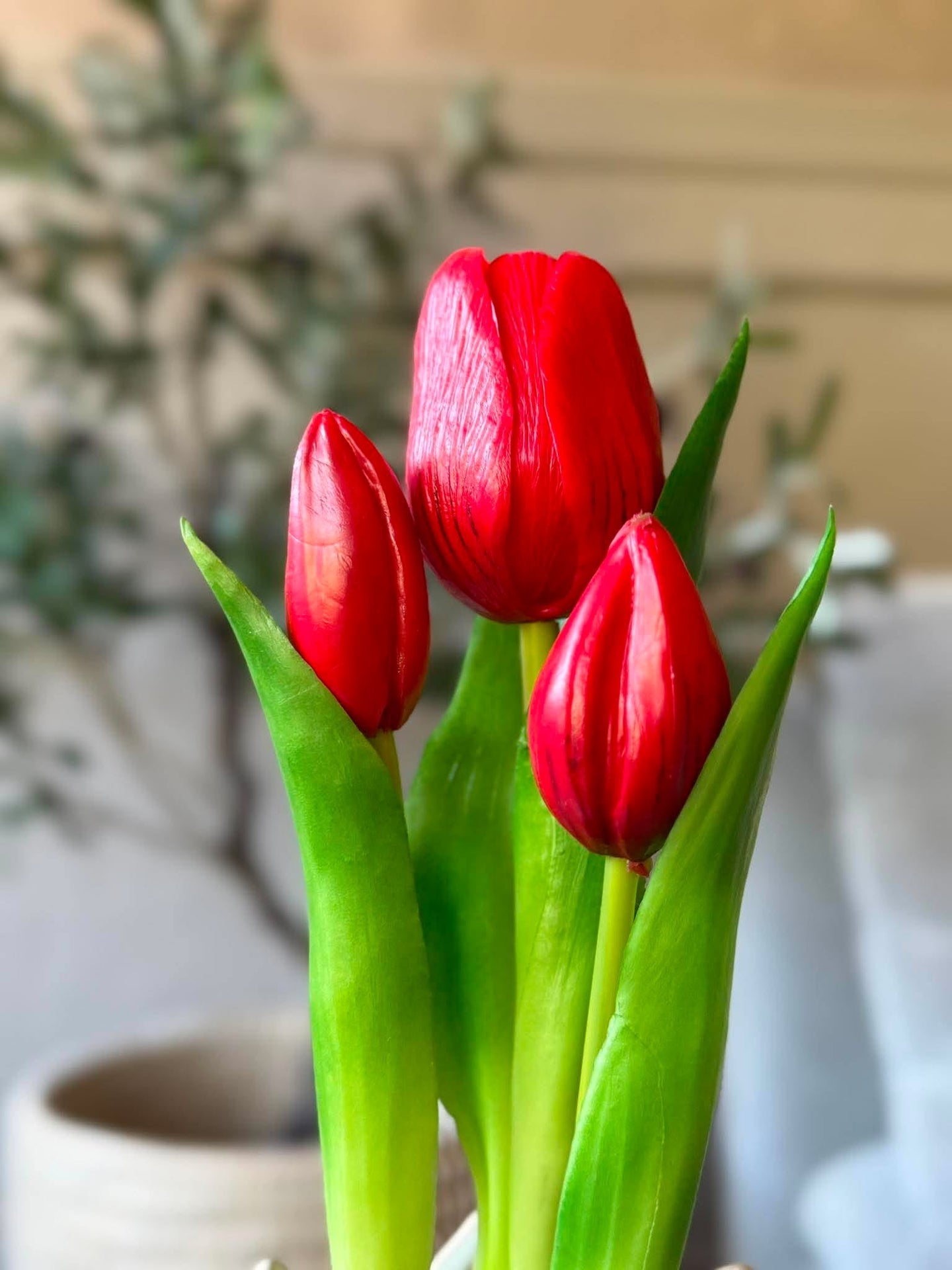 Tulpe im Topf - Rot mit 3 Blüten