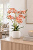 Orchidee im Topf - Rosa 50cm
