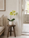 Orchidee im Topf - Limone 36cm