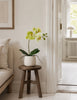 Orchidee im Topf - Limone 36cm