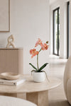 Orchidee im Topf - Rosa 36 cm