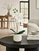 Orchidee im Topf - Weiß 36cm