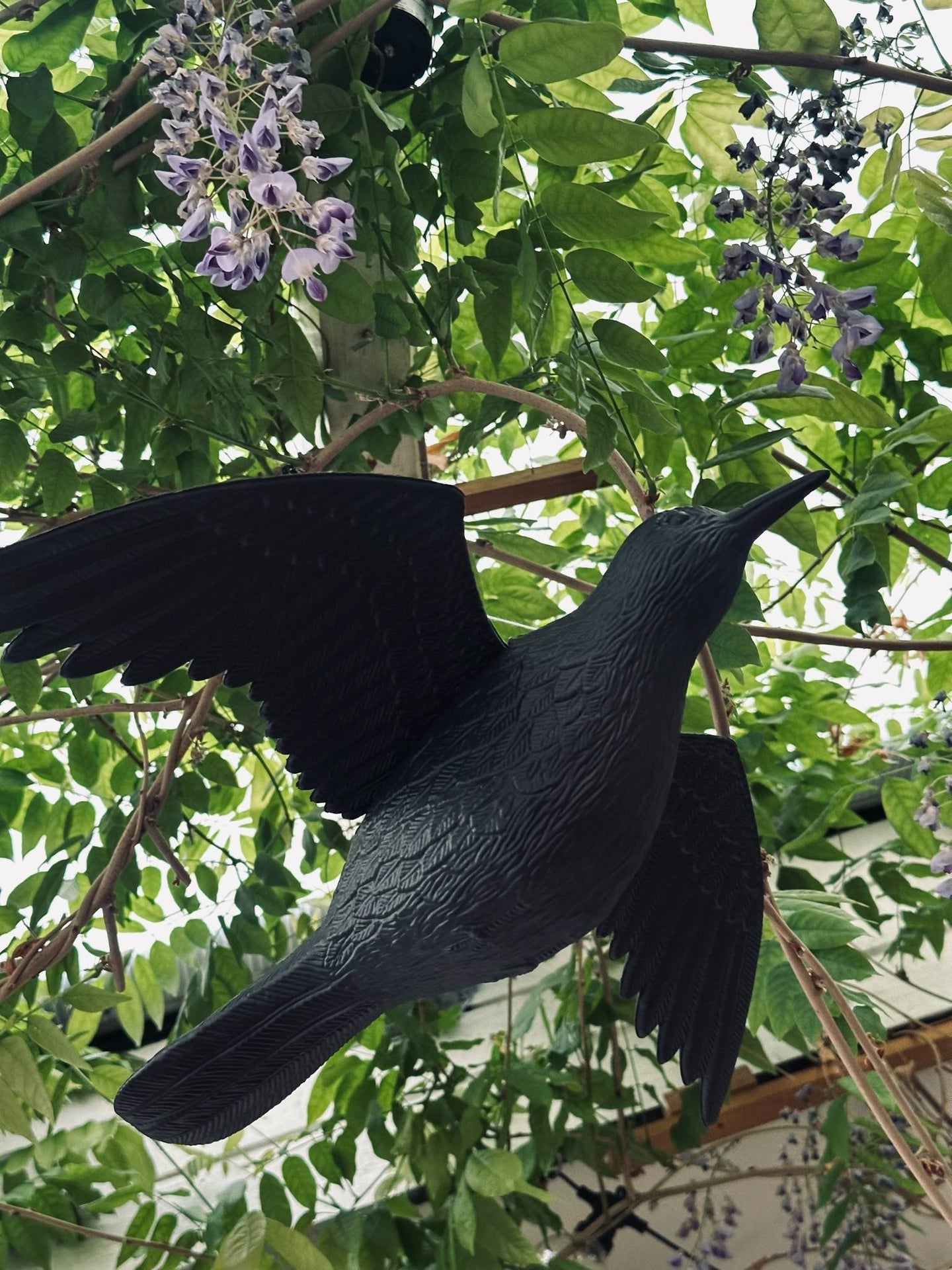 Vogel - RAVEN BLACK