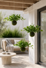 Hängepflanze Herz-Philodendron