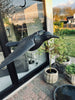 Vogel - RAVEN BLACK