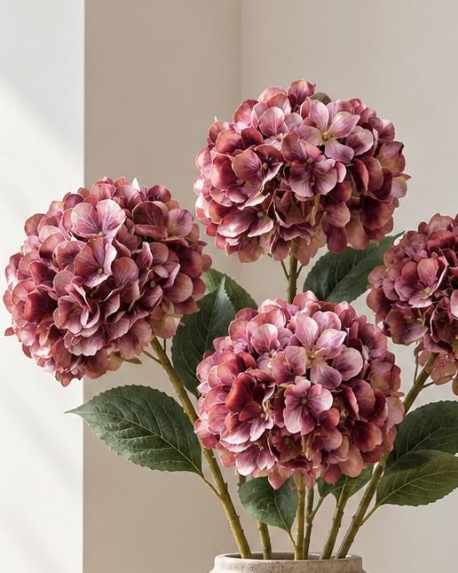 Hortensie gebrannte Farben - Mix