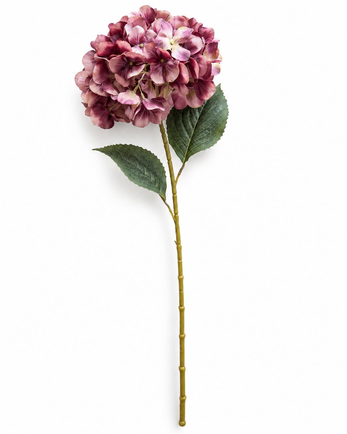 Hortensie gebrannte Farben - Mix