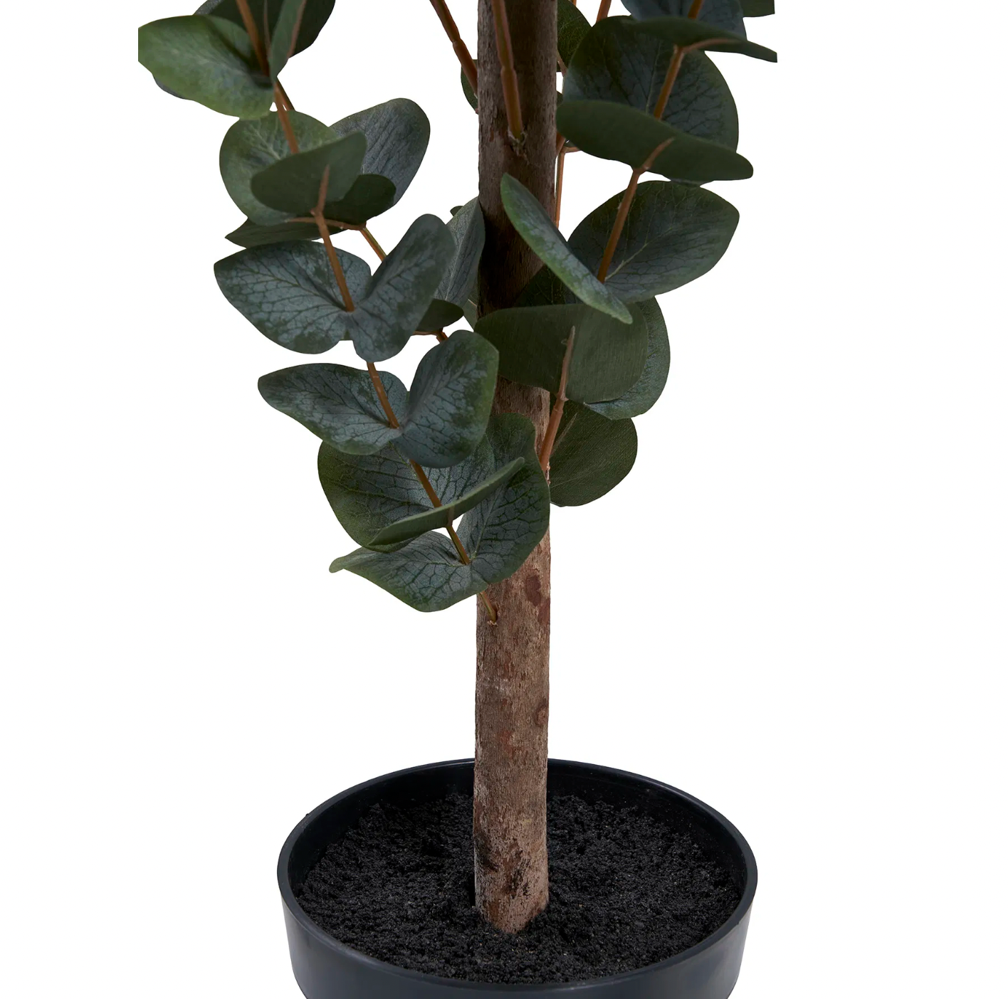 Eukalyptusbaum