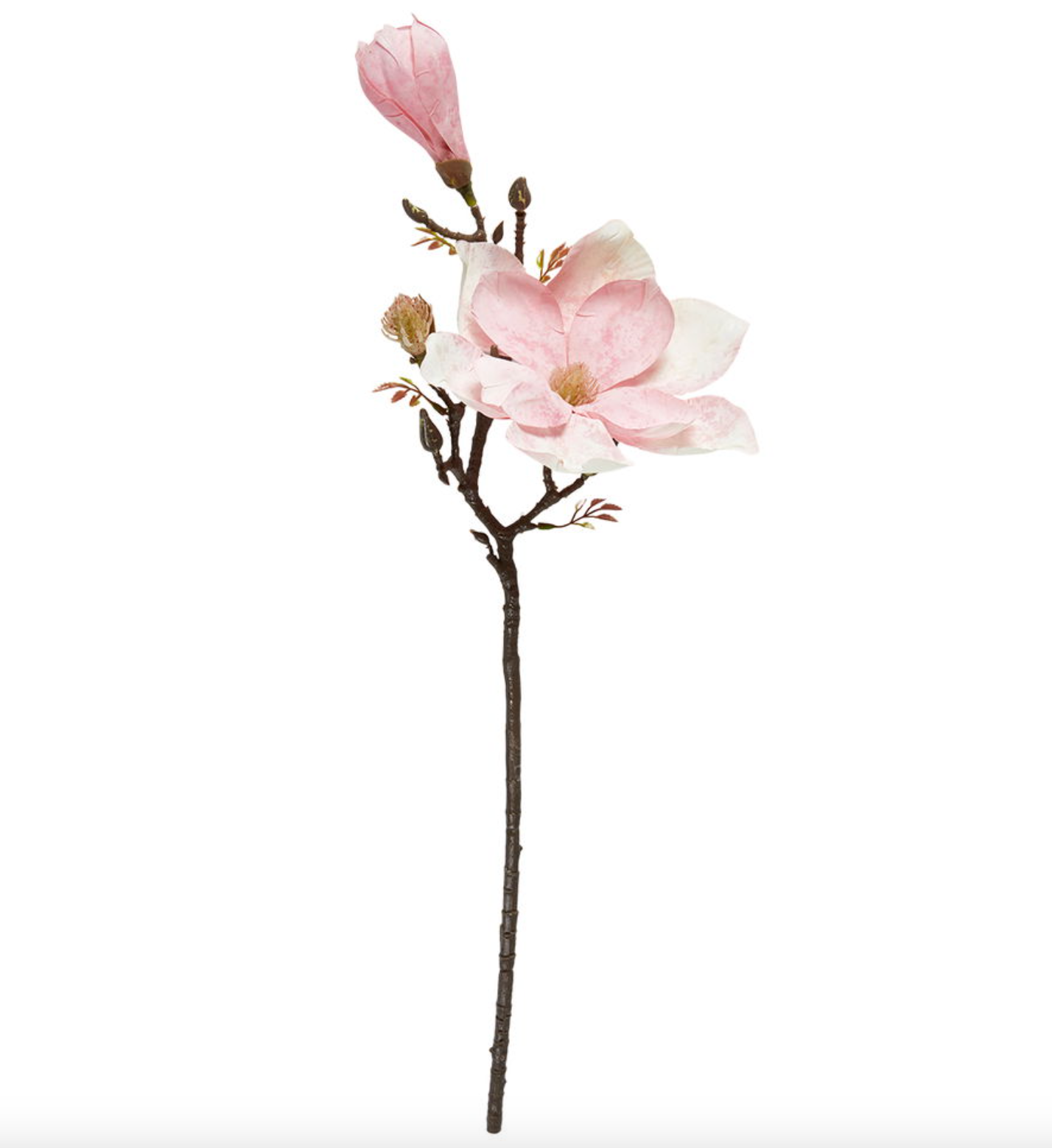 Magnolienblüte Stiel