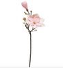 Magnolienblüte Stiel
