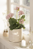 Blume Pelargonie