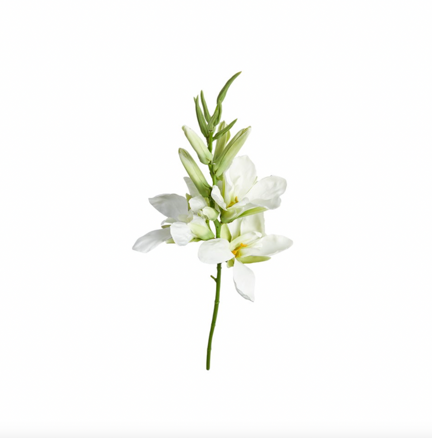 Gladiolus-Stiel