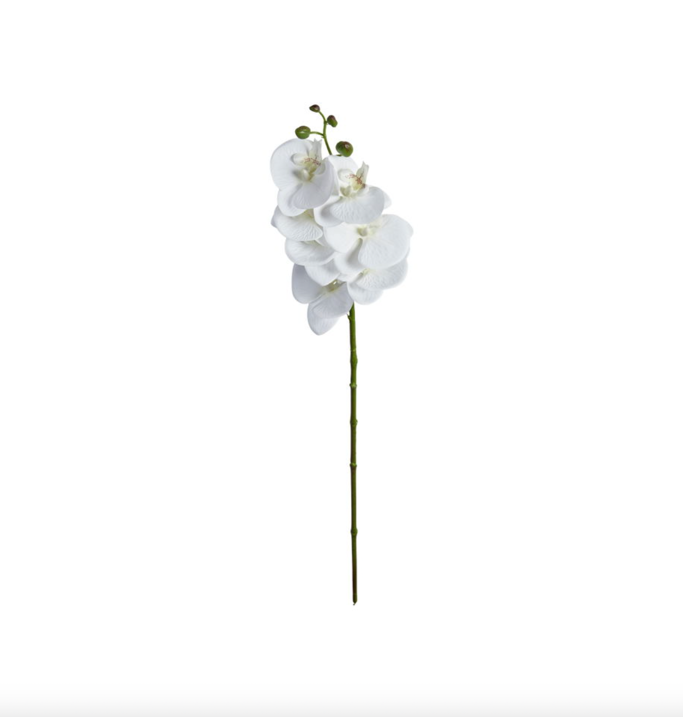 Orchideenstiel