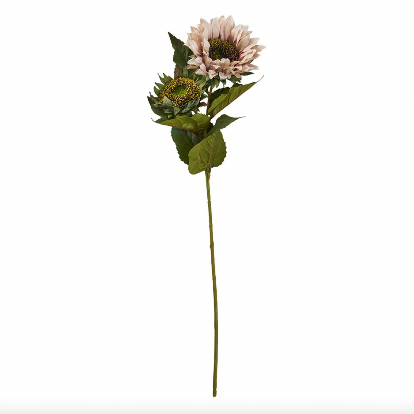 Sonnenblumenstiel