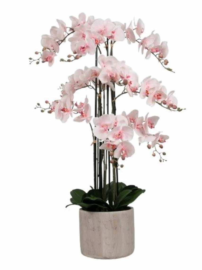 Orchidee im Topf 105 cm - Rosa