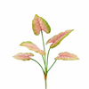 Caladium-Pflanze 66 cm Rosa