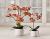 Orchidee im Topf - Rosa 36 cm
