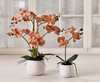 Orchidee im Topf - Rosa 50cm