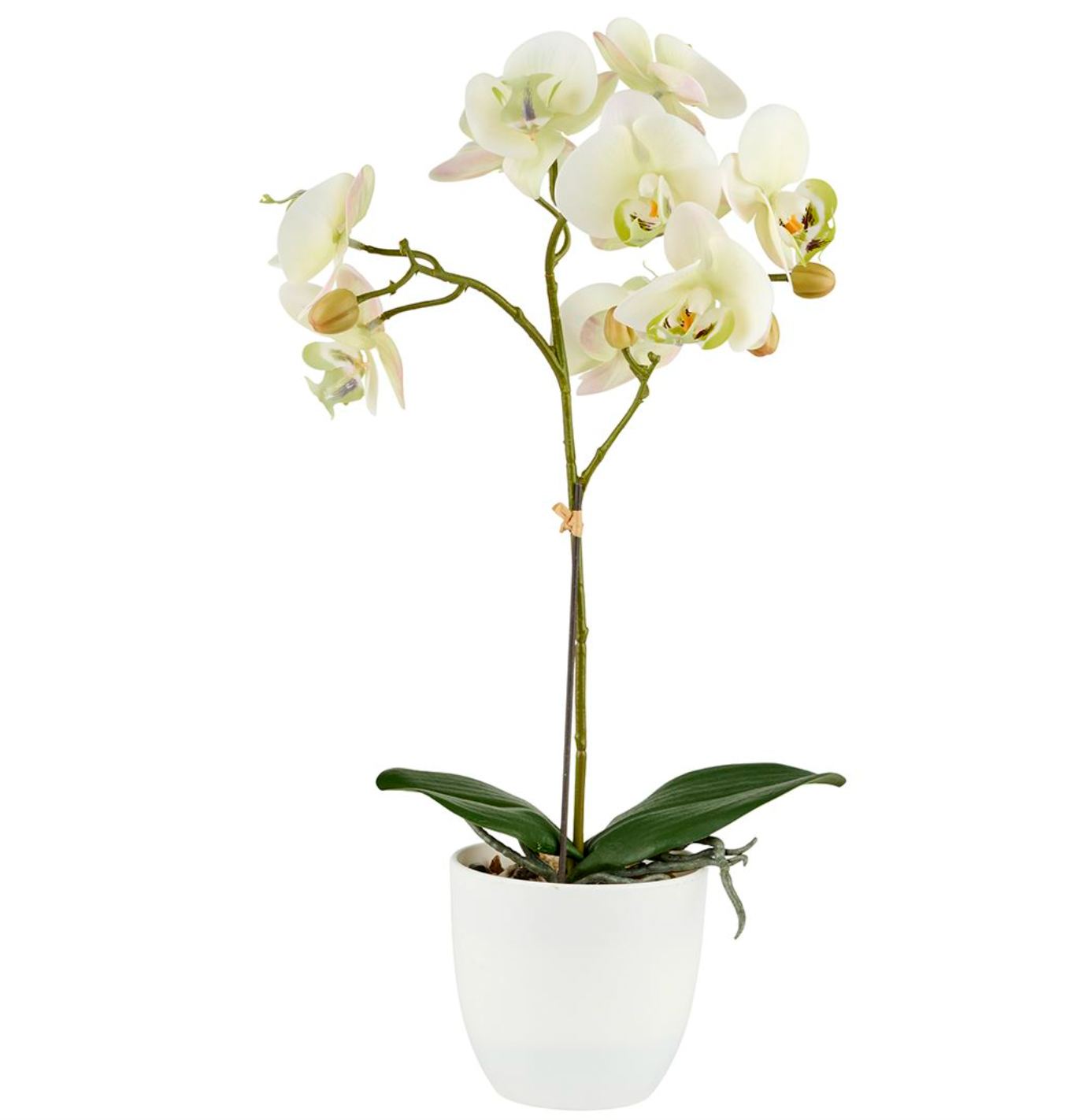 Orchidee im Topf - Lime 50cm