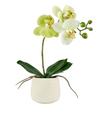 Orchidee im Topf - Limone 36cm
