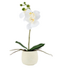 Orchidee im Topf - Weiß 36cm