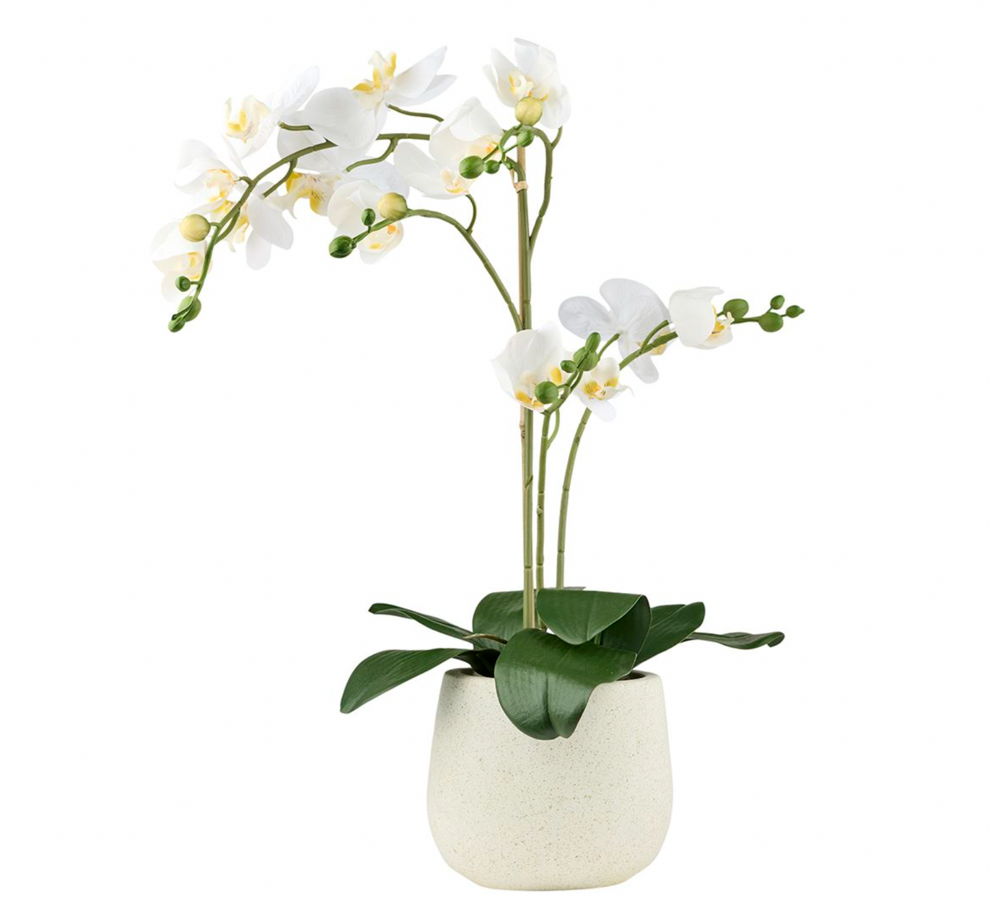 Orchidee im Topf - Weiß 50cm