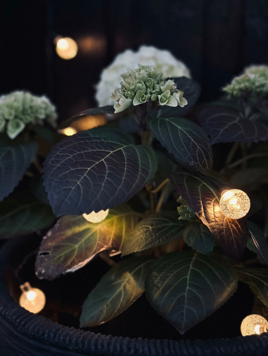 Lichterkette Bella mit Solarzellen - 50 LED