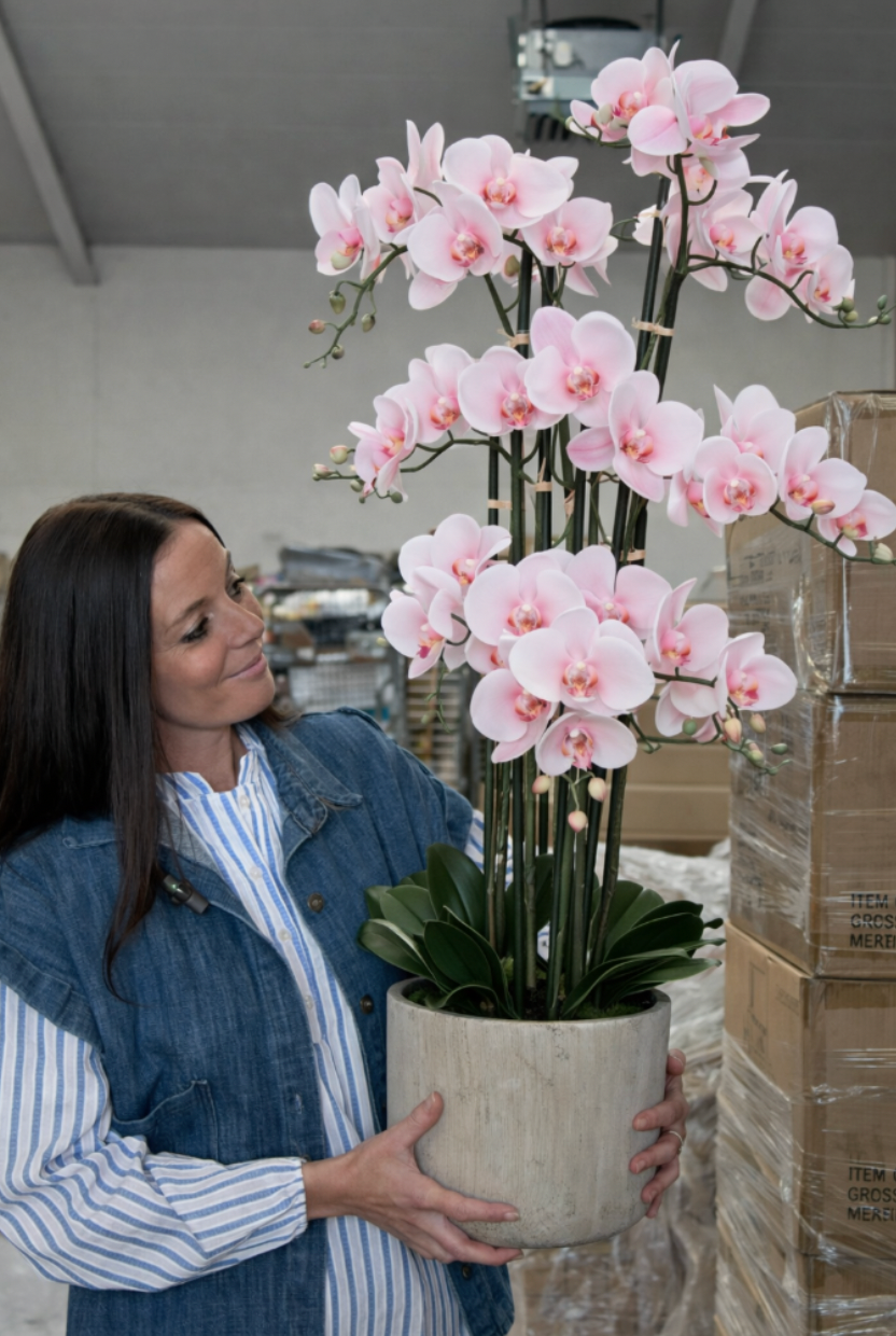 Orchidee im Topf 105 cm - Rosa