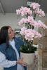 Orchidee im Topf 105 cm - Rosa