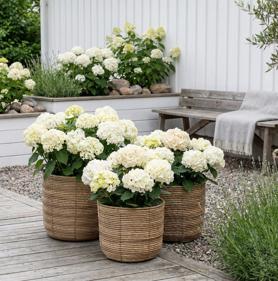 Pflanzenkörbe RATTAN – Set mit 3 Größen –