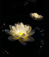 Solar LOTUS – Weiß