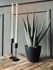 Aloe vera ink Topf - 45cm