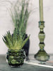 Aloe vera mit Stacheln 15cm