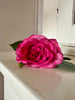 Blume Rose Dunkelpink