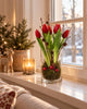 Tulpe im Topf - Rot mit 5 Blüten
