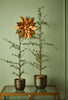 Zedernbaum - 75 cm