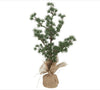 Zedernbaum m / Jutesockel - H 60cm
