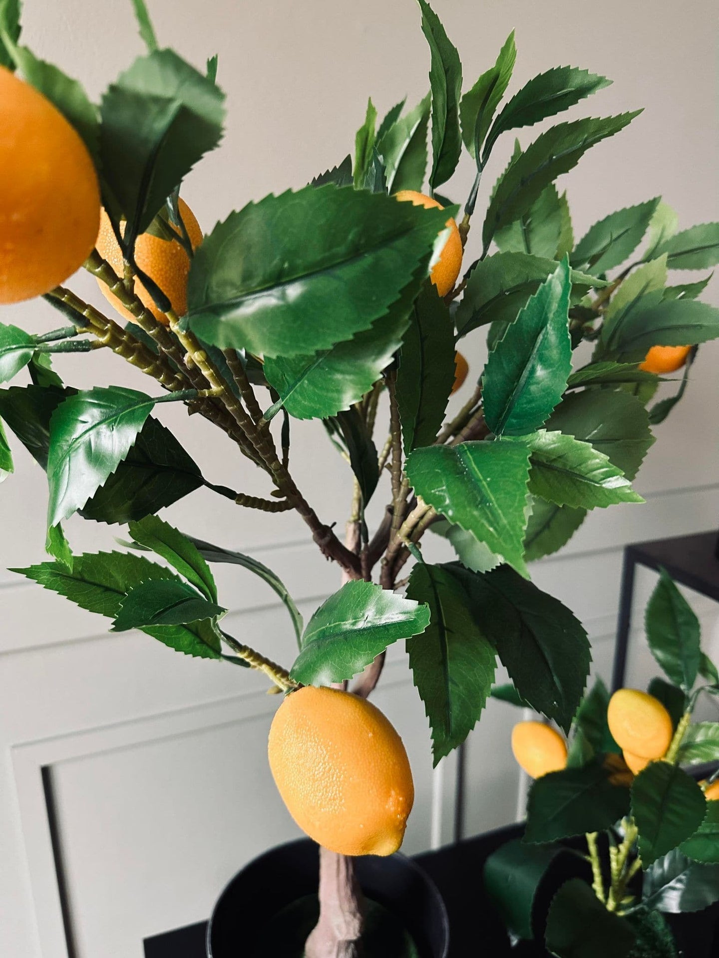 Citrustræ 70cm - VIAMAJA.DK