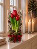 Tulpe im Topf - Rot mit 3 Blüten