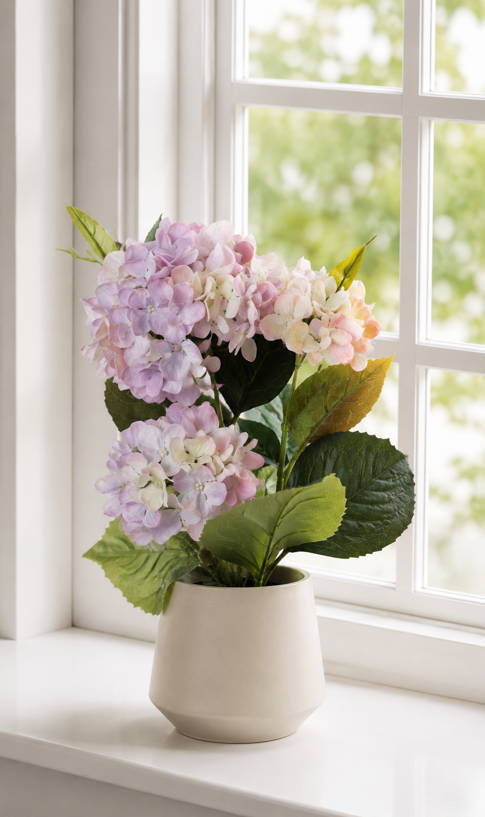 Hortensie i potte - Flieder