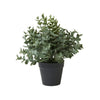 Eukalyptus im Topf – H 23 cm
