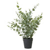 Eukalyptus im Topf – H 40 cm