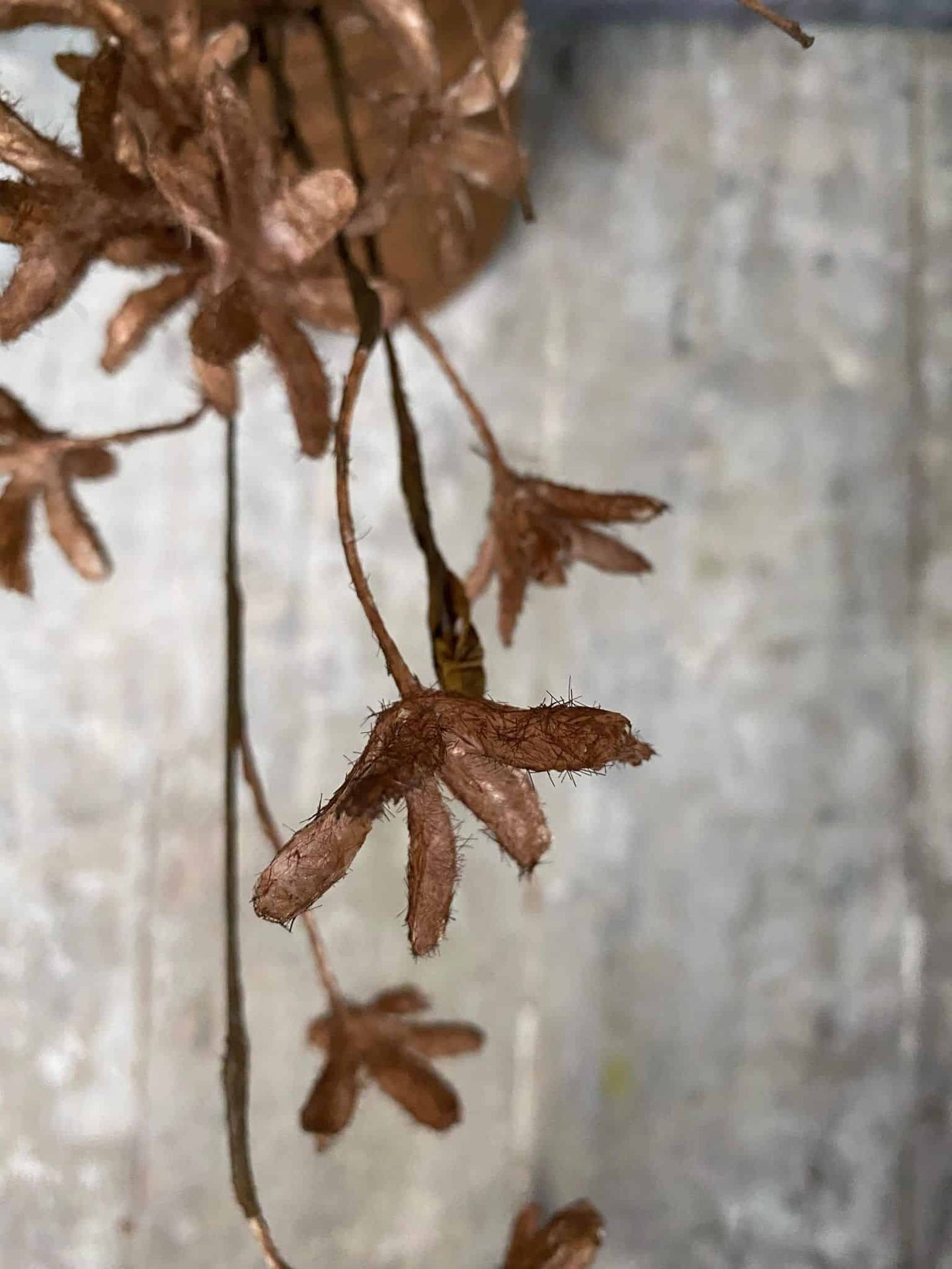 Evighedsblomst – Stilk 60cm Brun - VIAMAJA.DK