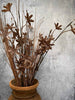 Evighedsblomst – Stiel 60cm Braun
