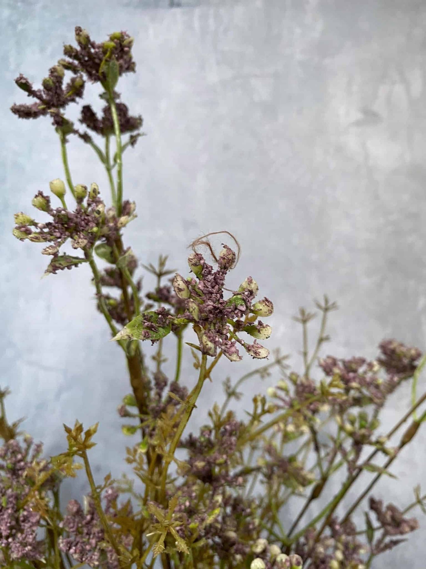 Evighedsblomst – Stilk 60cm Lilla - VIAMAJA.DK