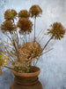 Ewigblume – Stiel 60 cm Pom
