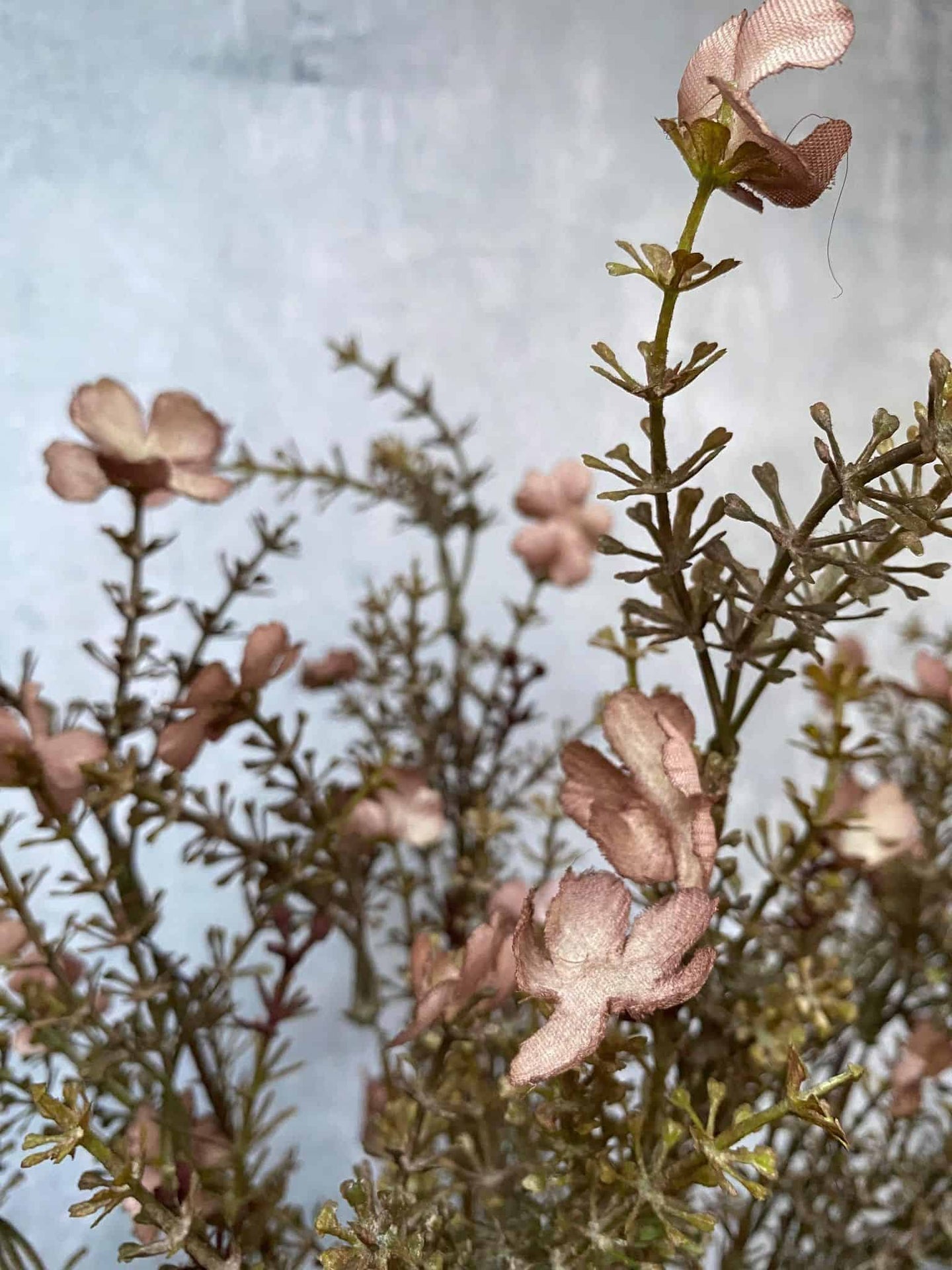 Evighedsblomst – Stilk 60cm Rosa - VIAMAJA.DK