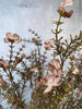 Ewigkeitsblume – Stiel 60 cm Rosa