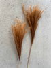 Ewigkeitsstrauß - Fluffy silvergrass 10 Stk. - chocolate